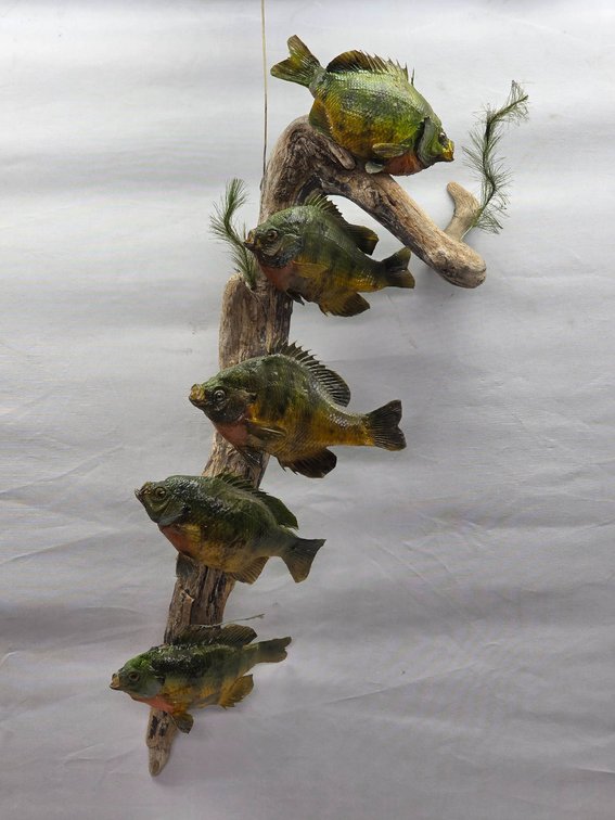 Decorative Log Sculpture Featuring Five Bluegill and Greenery