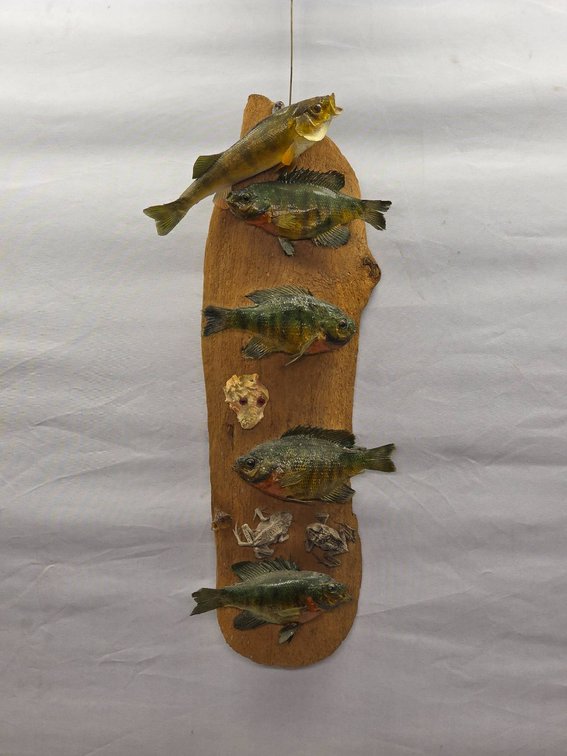 Taxidermy Display of Fish, Frogs, and Clam on Driftwood Mount