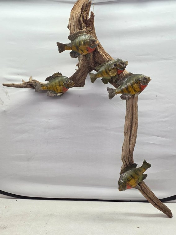 Mounted Sunfish Sculpture Featuring Five Hand-Painted Fish on Driftwood