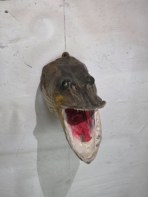 Taxidermy Fish Head Wall Mount