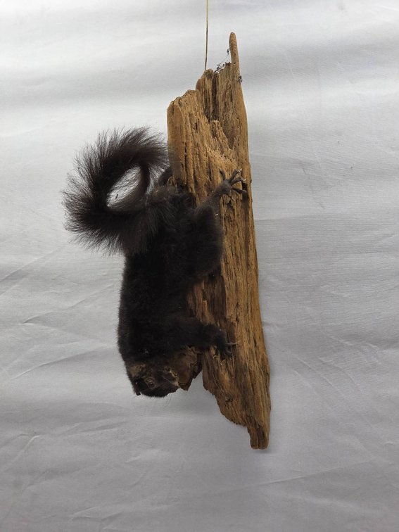 Taxidermy Squirrel Mounted on Driftwood