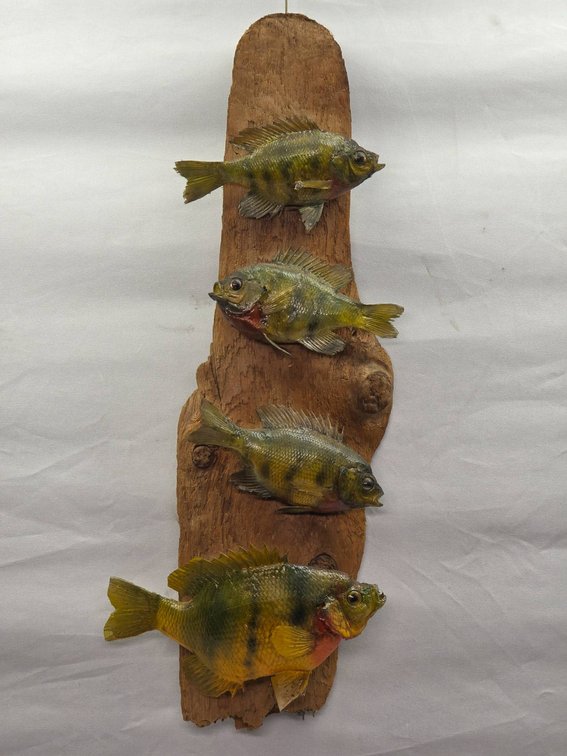 Taxidermy Display of Four Panfish Mounted on Driftwood