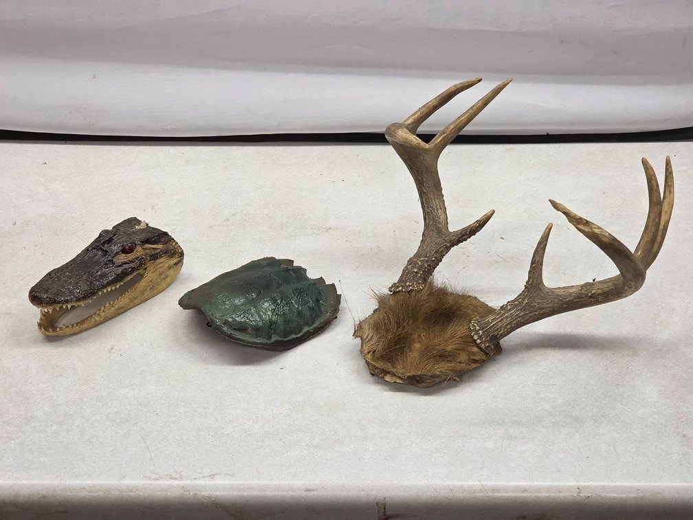 Three Taxidermy Items: Alligator Head, Turtle Shell, and Antlers