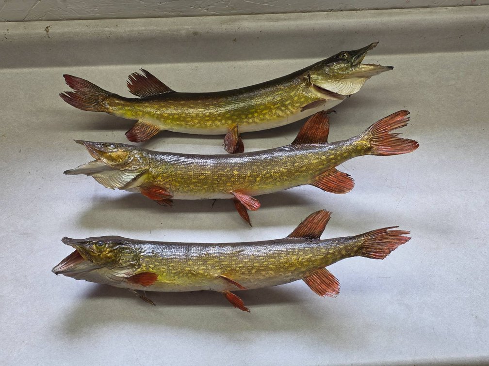Three Taxidermy Northern Pike Approximately 21 Inches Long