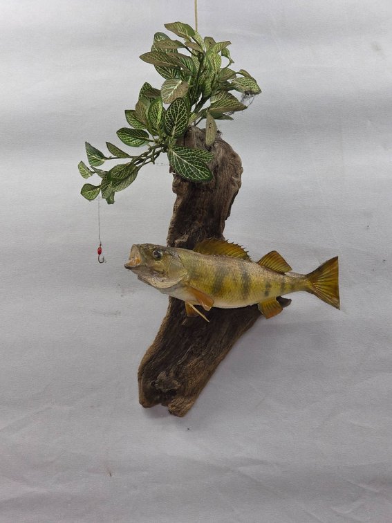 Taxidermy Yellow Perch on Driftwood with Artificial Greenery and Hook