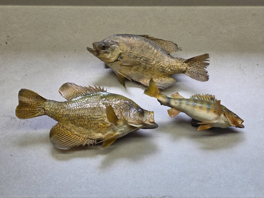 Three Taxidermy Perch and Bluegill Fish