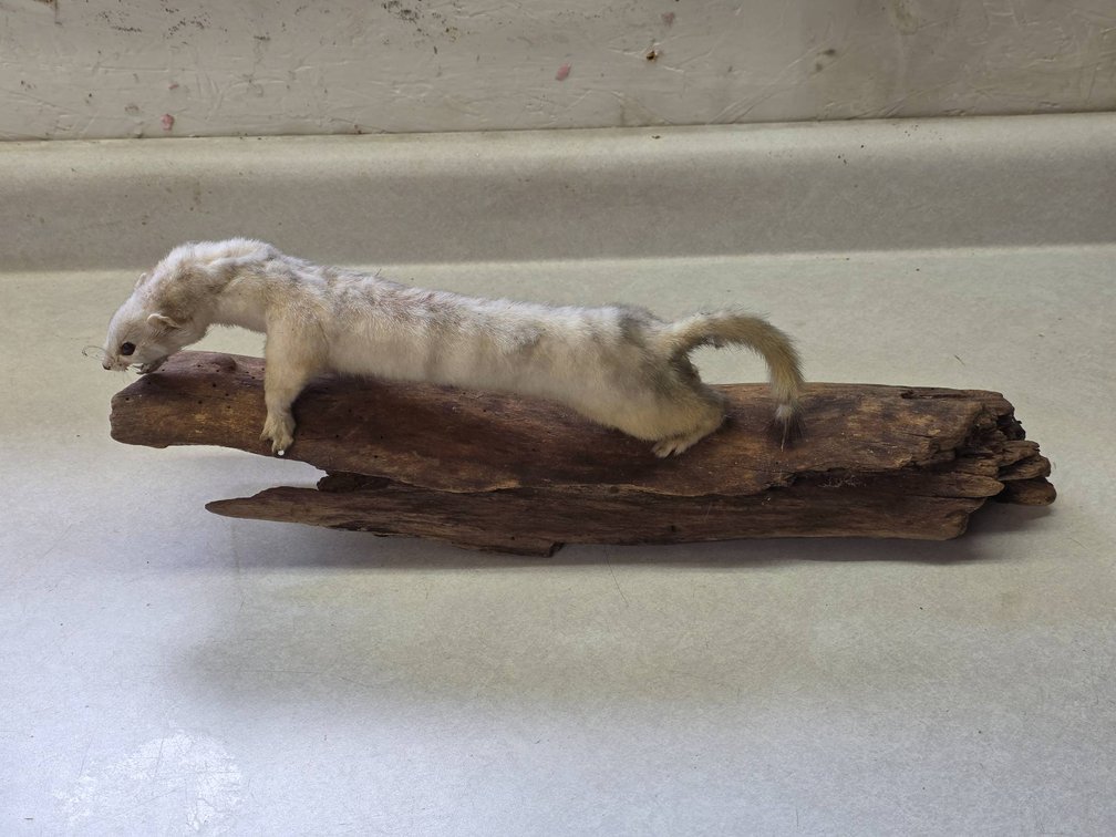 Taxidermy White Ferret on Wooden Base with Hanging Device