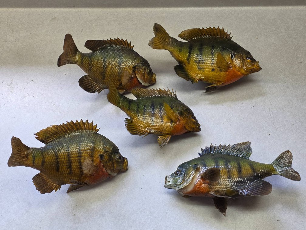 Five Taxidermy Panfish ft. Bluegill and Pumpkinseed