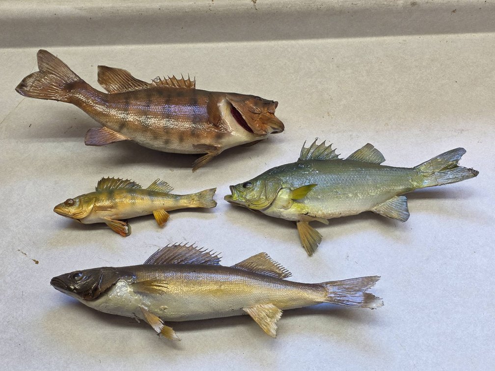 Four Taxidermy Fish With Wall Hanging Apparatus