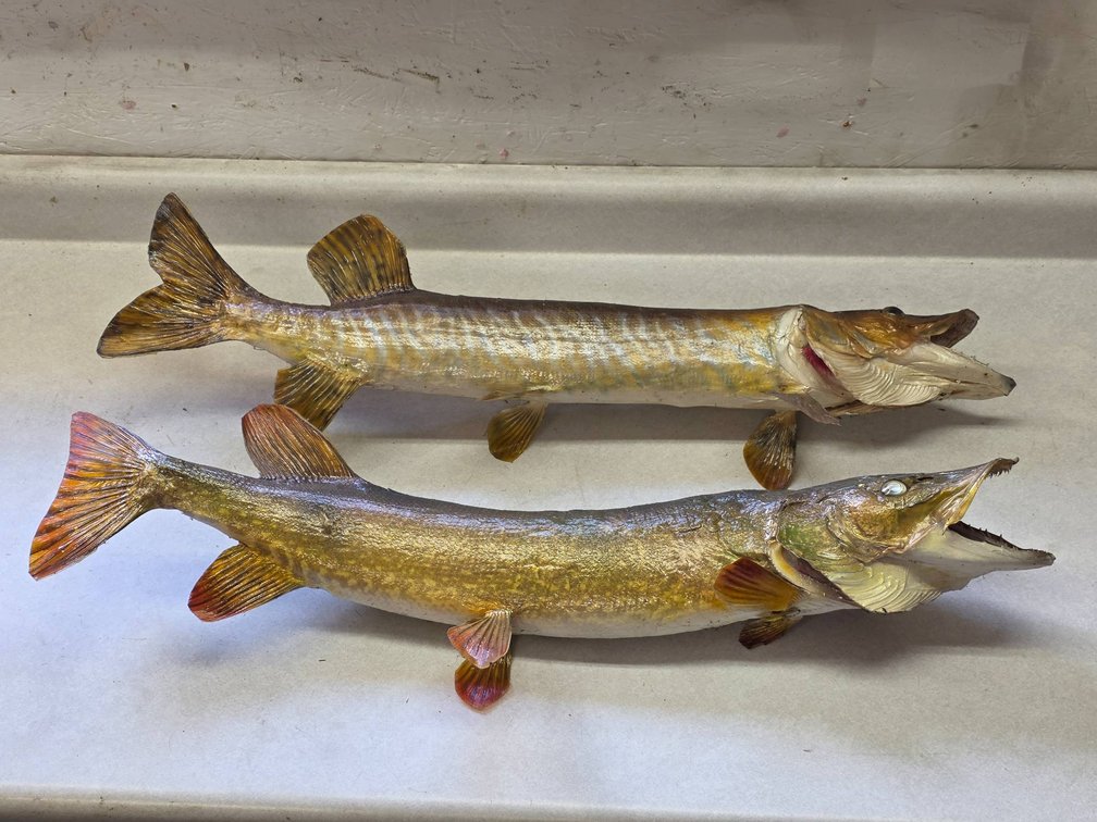 2pc Northern Pike Taxidermy Fish Mounts