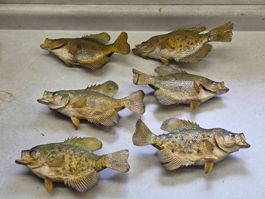 6pc Taxidermy Crappie Fish Mounts