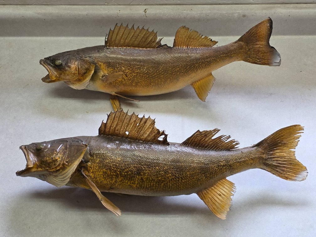 2pc Taxidermy Walleye Fish Mounts