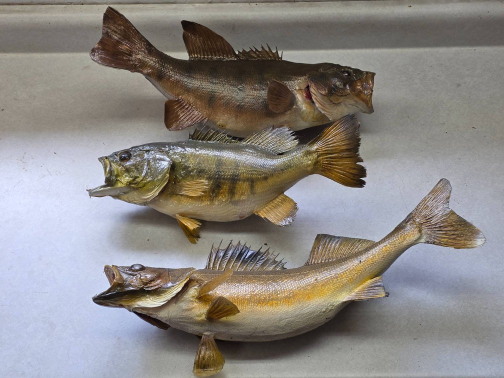 3pc Taxidermy Walleye and Bass Fish Mounts