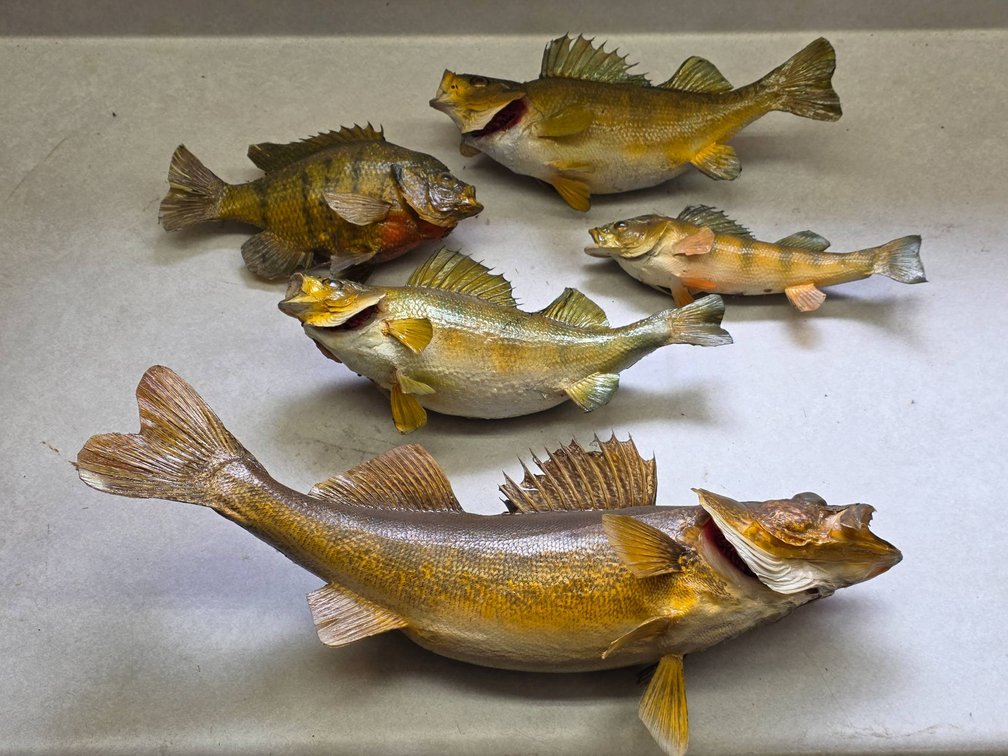 5pc Northwood Lake Fish Taxidermy Cabin Decor Mounts