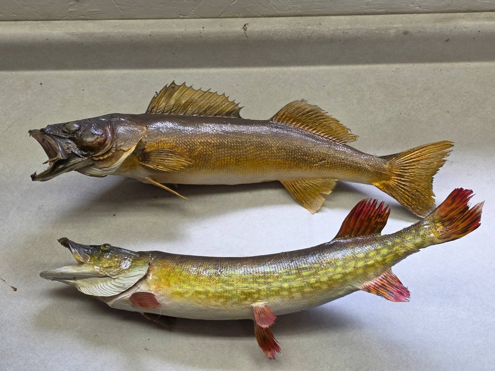 2pc Pike and Walleye Taxidermy Fish Mounts