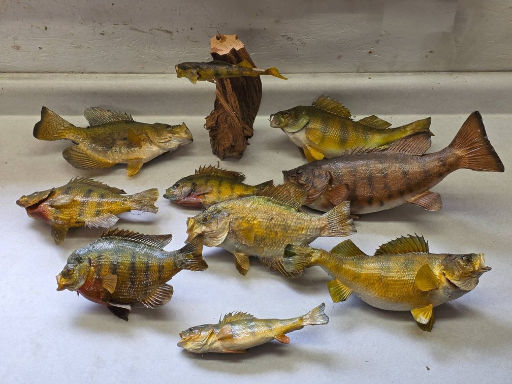 10pc Perch and Panfish Northwoods Lake Taxidermy Mount Lot