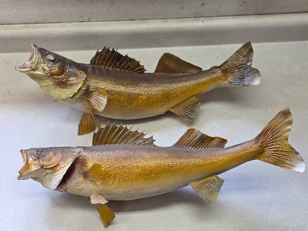2pc Taxidermy Walleye Fish Mounts