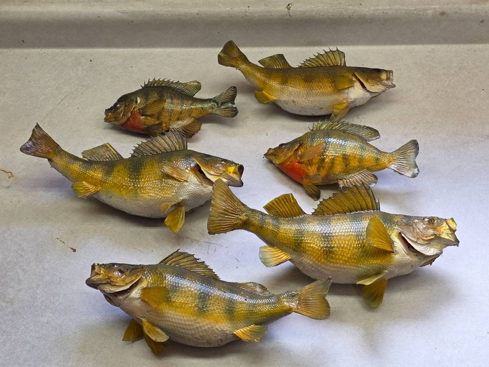 6pc Northwoods Lake Fish Taxidermy Value Lot