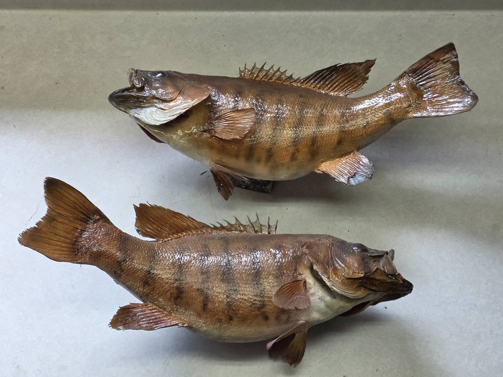 2pc Smallmouth Bass Taxidermy Mount Lot