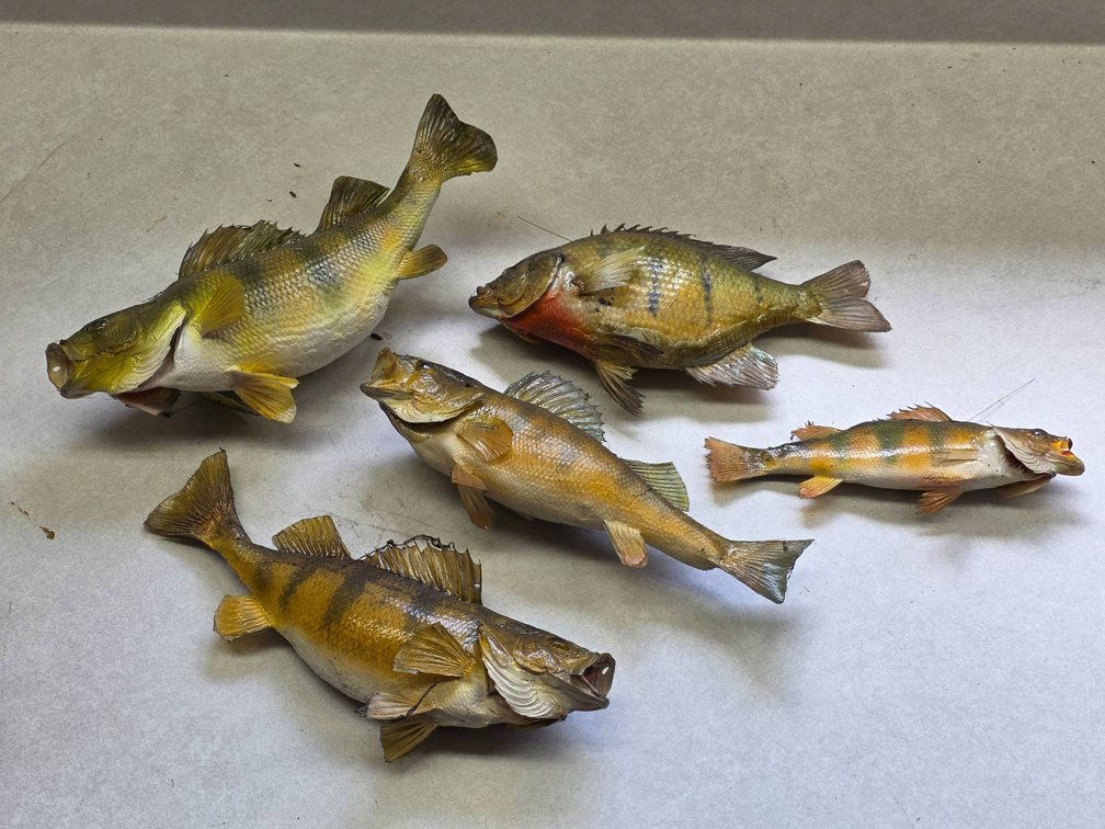 5pc Northwoods Lake Fish Taxidermy Mounts