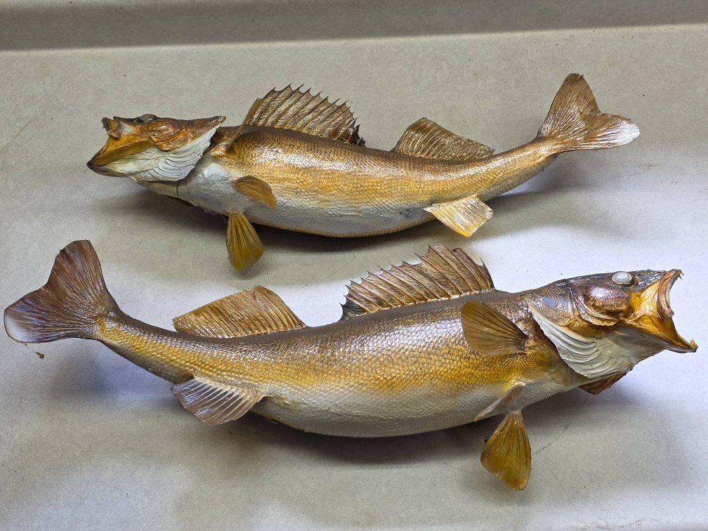 2pc Walleye Cabin Taxidermy Lot