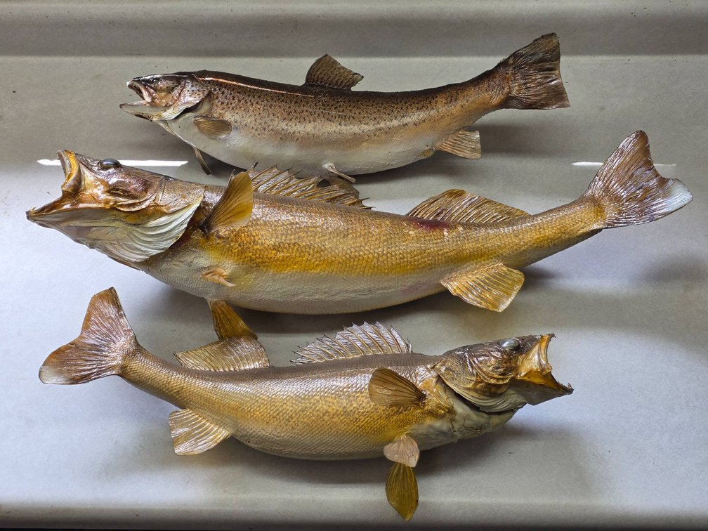 3pc Walleye and Trout Taxidermy Mount Lot