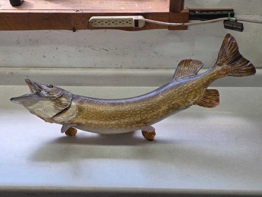 34″ Northern Pike Taxidermy Mount