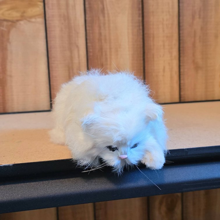 White Faux Fur Cat Figurine with Plastic Face