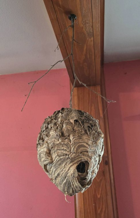10″ Paper Wasp Nest with Branch Attachment