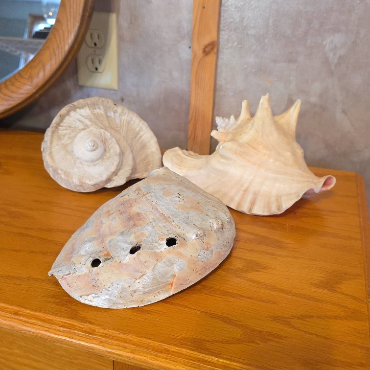 Three Natural Sea Shells Including Conch, Abalone, and Spiral Shell, Largest 7.5 Inches