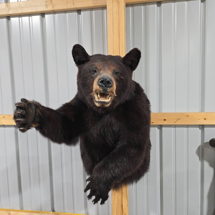 Black Bear Taxidermy Shoulder Mount Wall Display with Open Mouth and Raised Paw