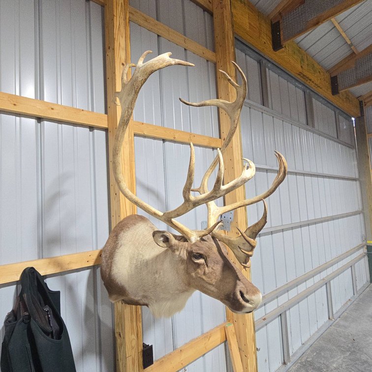 Caribou Shoulder Mount Taxidermy with Large Antlers, Wall Display Piece