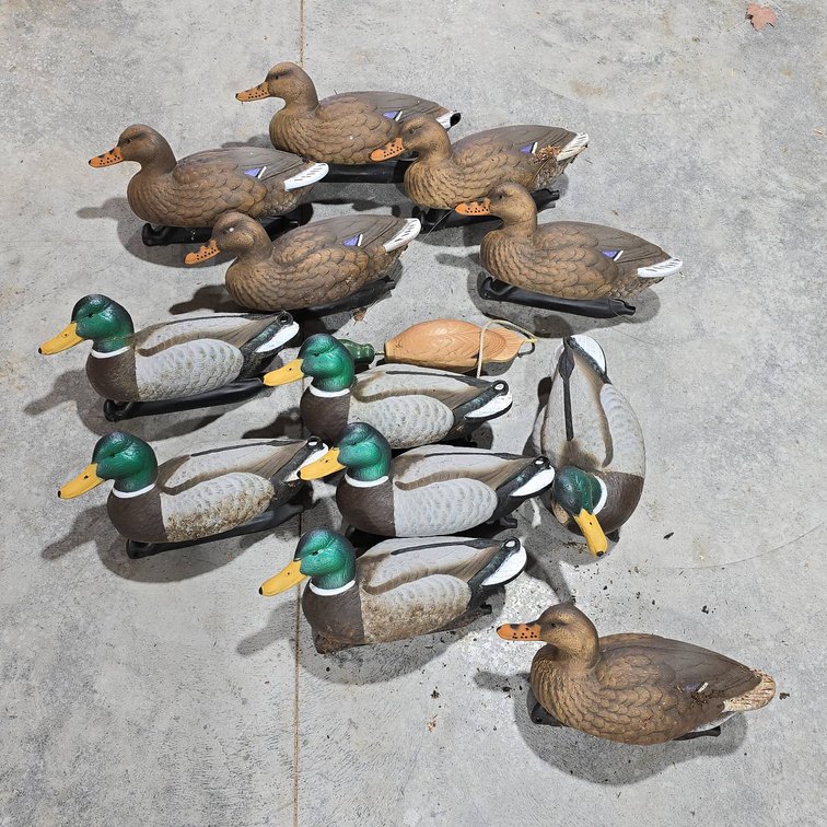 12 Mallard Duck Decoys Male and Female, Plus 1 Dog Retrieval Duck Training Toy