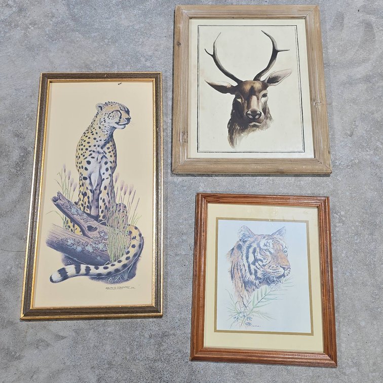 Framed Prints: Tiger by Phil Prentice, Cheetah by Ralph S. Coventry, Stag