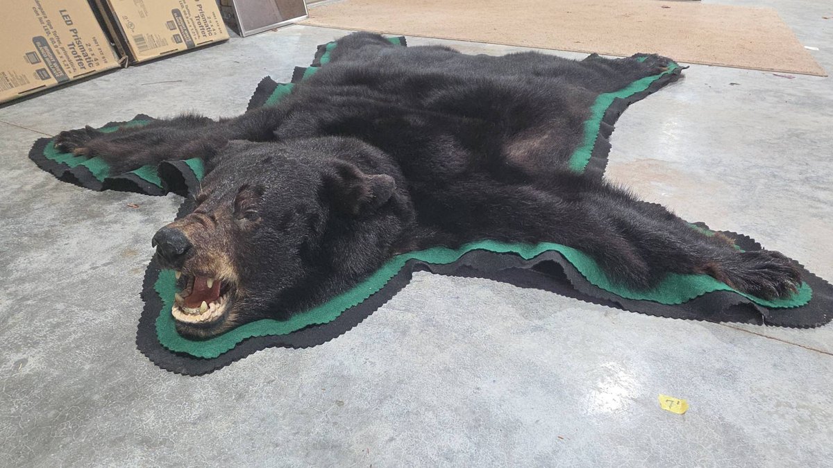 Black Bear Skin Rug with Head and Green Trim, Approximately 7 Ft Long