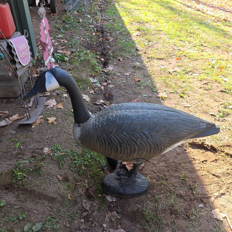 25" Tall Plastic Canada Goose Outdoor Decoy, Weighted with Rocks for Stability