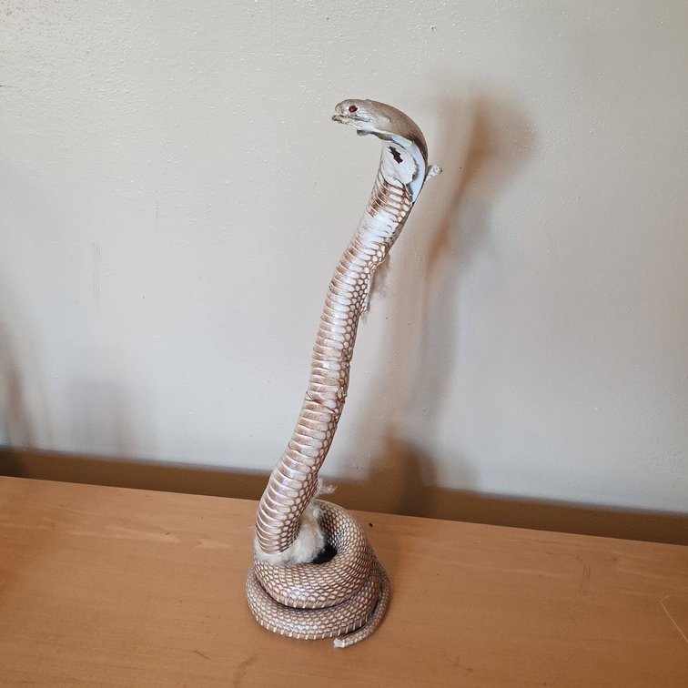 Paper Cobra Model with Coiled Base, Decorative 16" Tall Snake Figure with Detailed Hood Markings