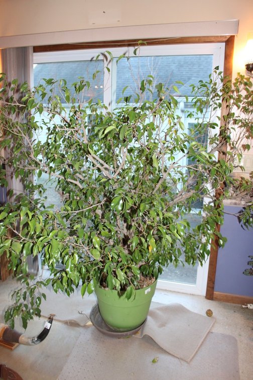 Weeping Fig Tree, Approximately 67 Inches Tall, 70 Inches Wide.