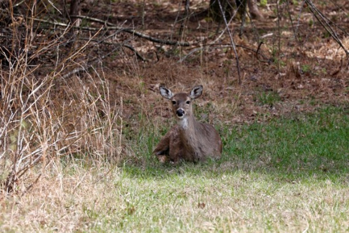 Image for 305 Campers Lane, Creal Springs, IL 62922