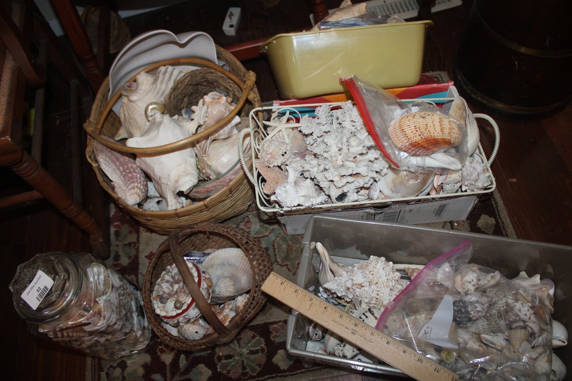 Seashells