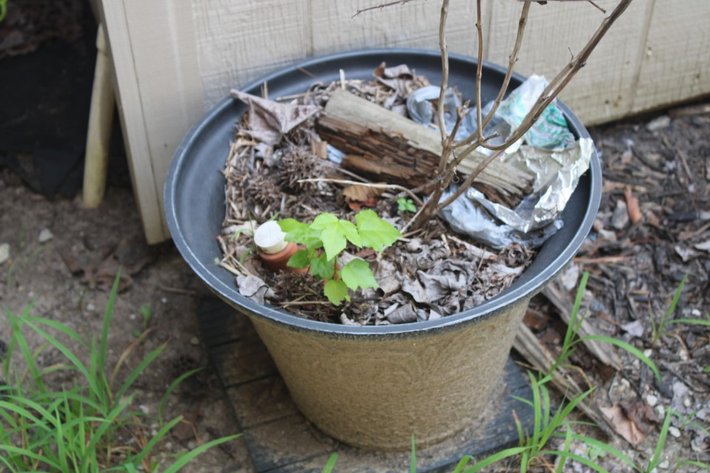 Image for Garden Edging and Potted Plants