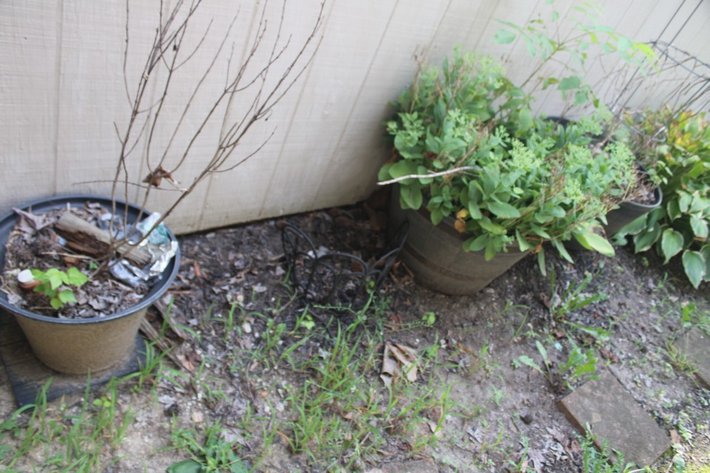 Image for Garden Edging and Potted Plants