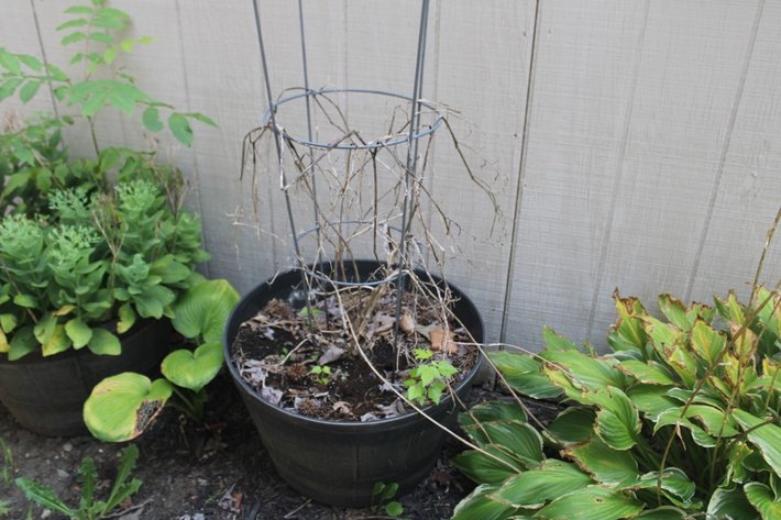 Image for Garden Edging and Potted Plants