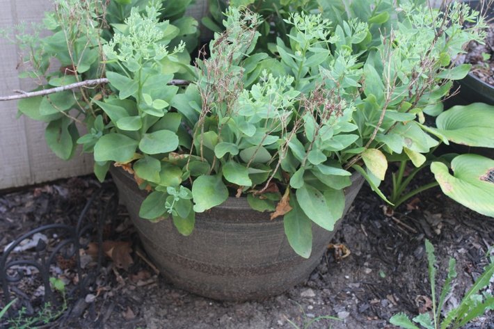 Image for Garden Edging and Potted Plants