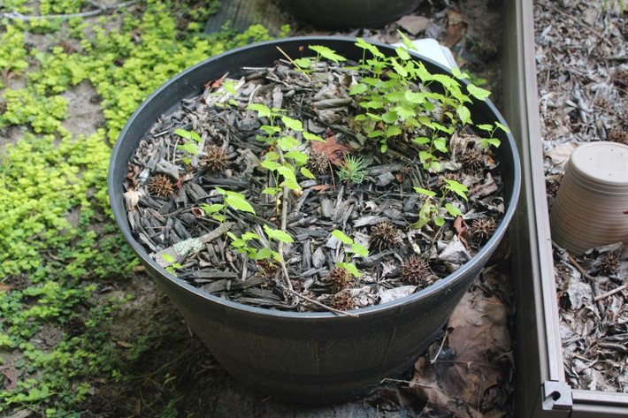 Image for Potted Plants, Shepherd Hooks and Wind Chime