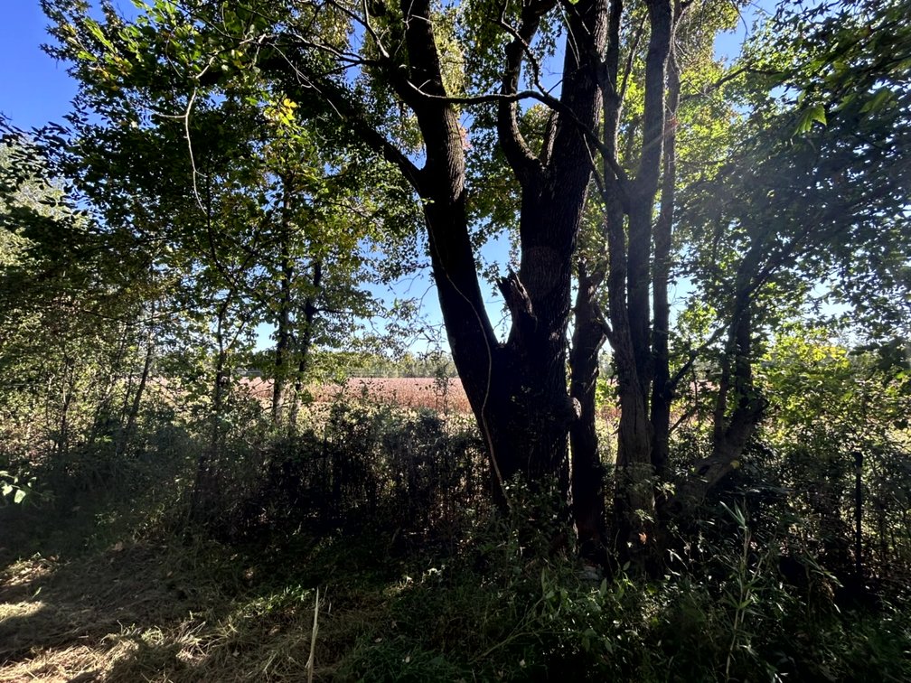 Image for 50.79± Acre Land Auction: Duck Impoundment, Base Camp, and Ohio River Bottomland