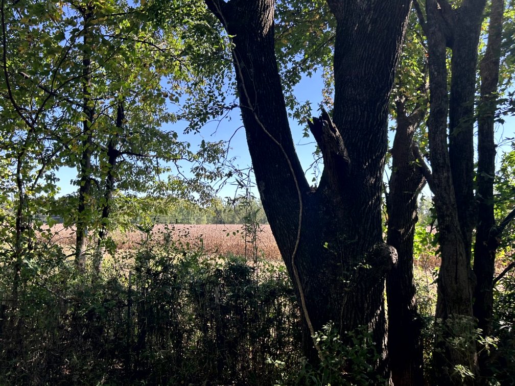 Image for 50.79± Acre Land Auction: Duck Impoundment, Base Camp, and Ohio River Bottomland