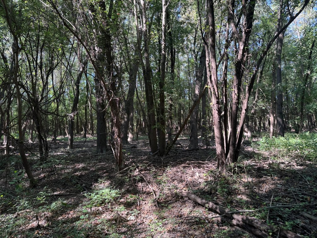 Image for 50.79± Acre Land Auction: Duck Impoundment, Base Camp, and Ohio River Bottomland