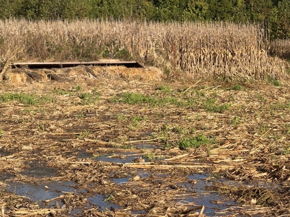 Image for 50.79± Acre Land Auction: Duck Impoundment, Base Camp, and Ohio River Bottomland