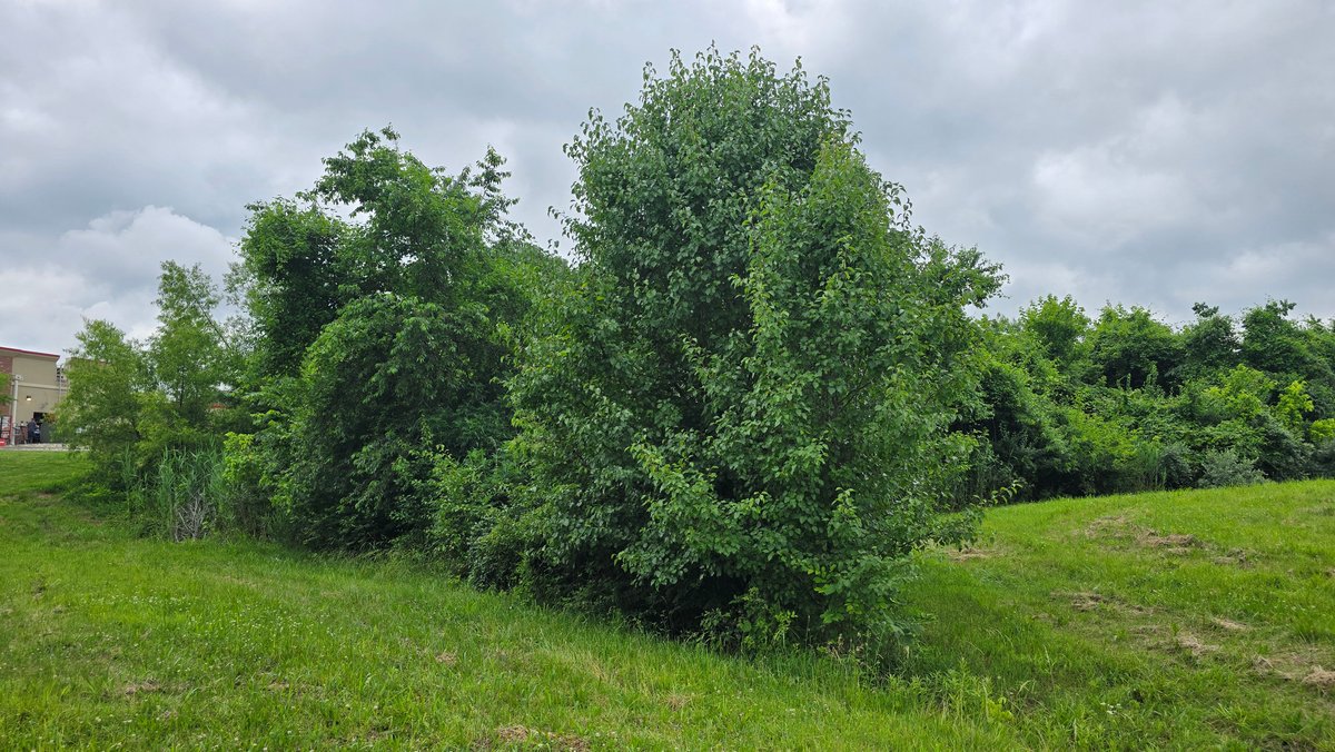 Image for 6.1 Acres - Commercial Development Tract - Carbondale, Illinois - Online Real Estate Auction
